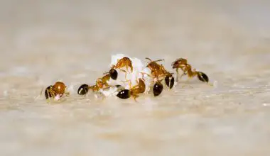 do ants like cat litter