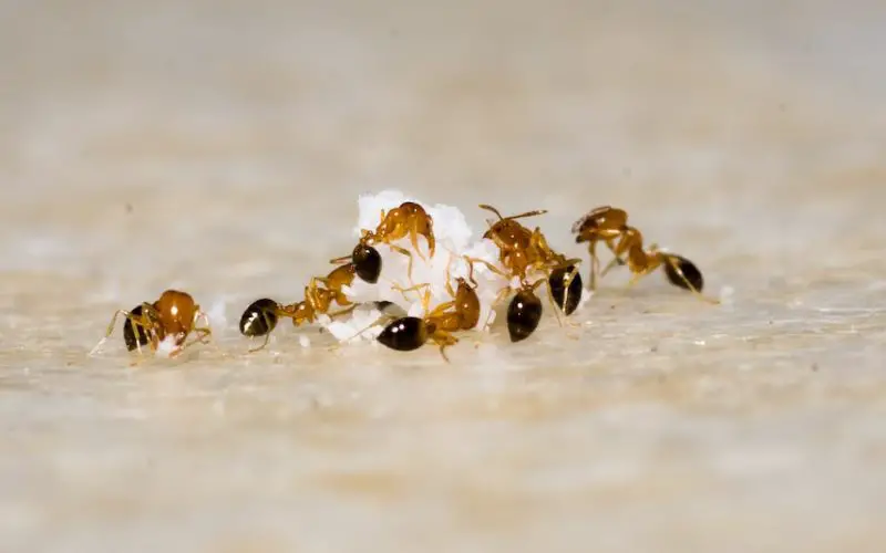 do ants like cat litter