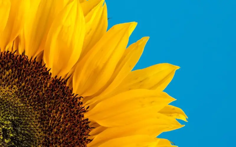when should you plant sunflowers