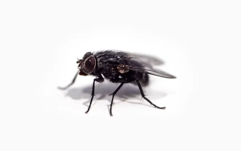 how long to common house flies live