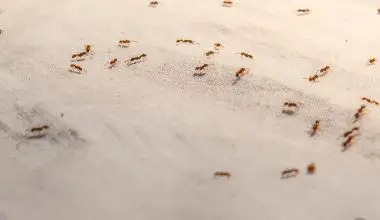 do ants eat human flesh